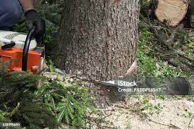 Best Pest Control for Lawns  in Vineyard, CA