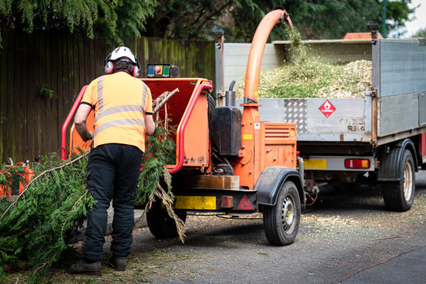How Our Tree Care Process Works  in  Vineyard, CA