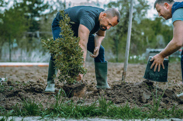 Artificial Turf Installation in Vineyard, CA