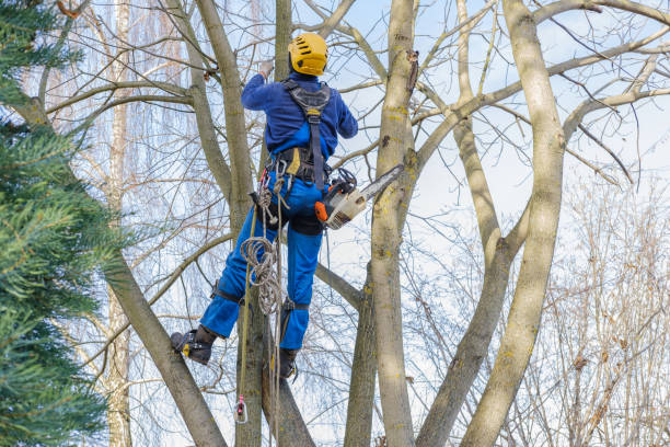Best Arborist Consultation Services  in Vineyard, CA