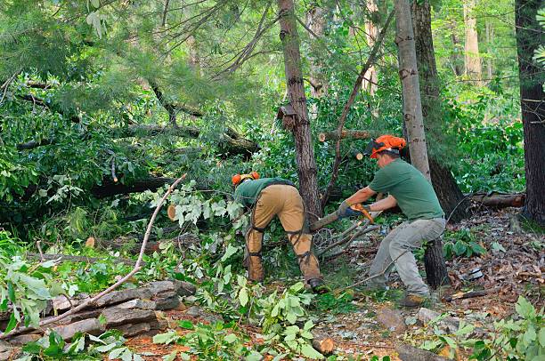 Best Emergency Tree Removal  in Vineyard, CA