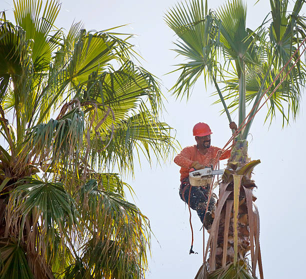 Best Tree Disease Treatment  in Vineyard, CA