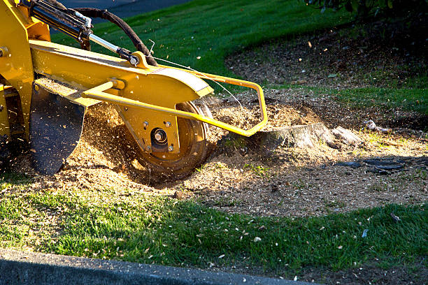 Best Tree Mulching  in Vineyard, CA