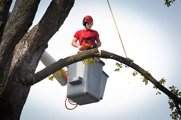 Best Storm Damage Tree Cleanup  in Vineyard, CA