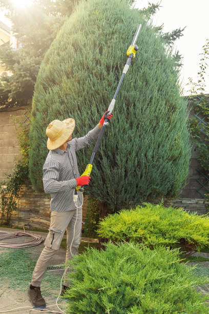 Best Tree and Shrub Care  in Vineyard, CA