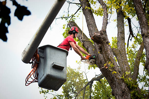 Professional Tree Services in Vineyard, CA