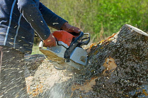 Best Aeration Services  in Vineyard, CA