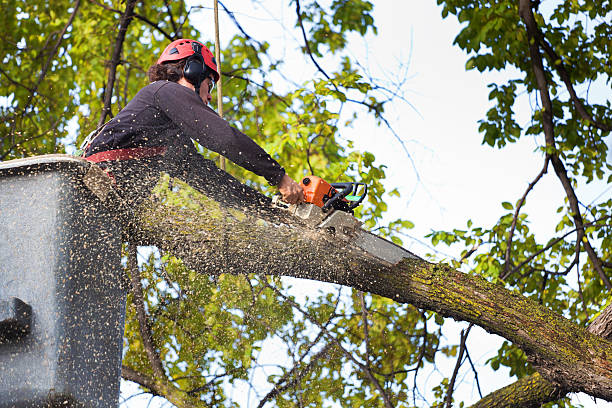 Best Tree Preservation Services  in Vineyard, CA