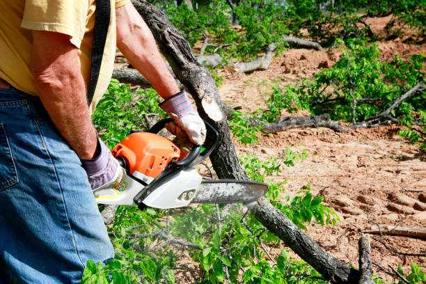  Vineyard, CA Tree Services Pros