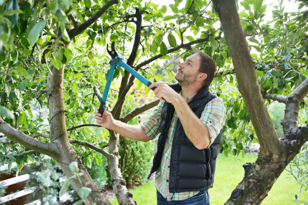 Best Fruit Tree Pruning  in Vineyard, CA